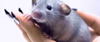 Сколько весит взрослая крыса дамбо: узнайте информацию здесь