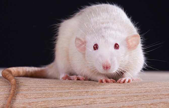 Влияние генетики на вес крысы-дамбо