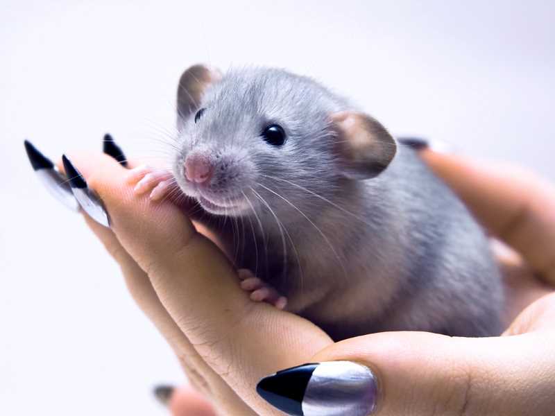 Сколько весит взрослая крыса дамбо?