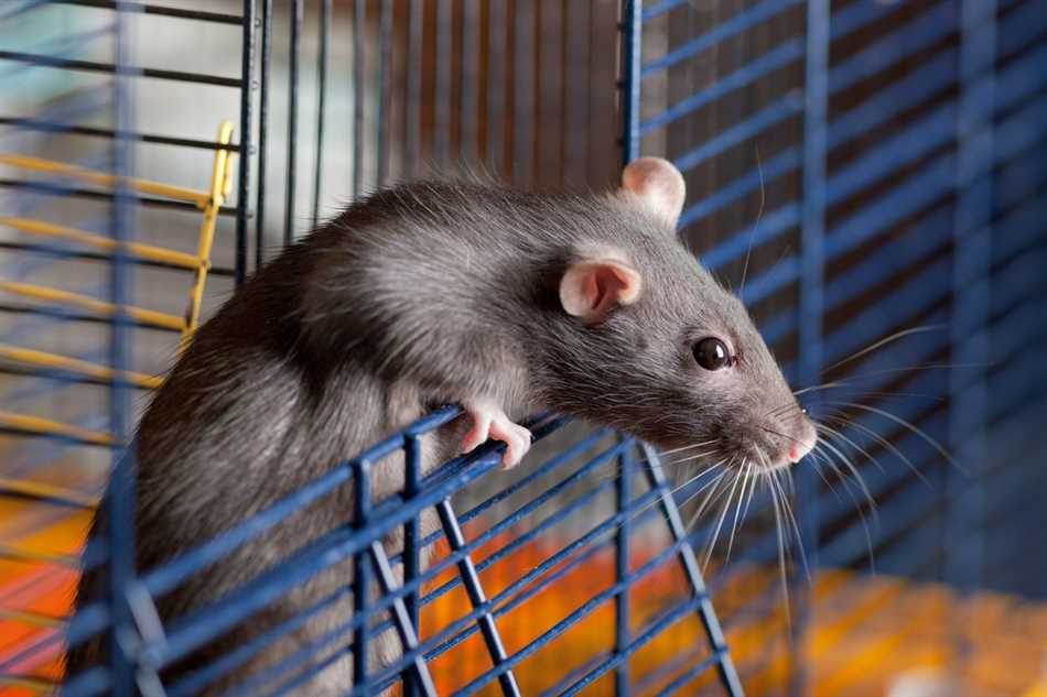 Сколько времени умирает домашняя крыса?