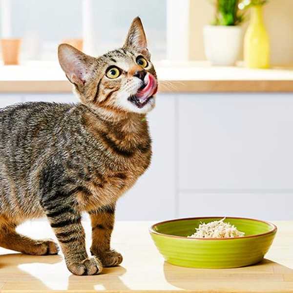 Влияние питания на здоровье кошки
