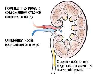 Средняя продолжительность жизни у пациентов с ХПН