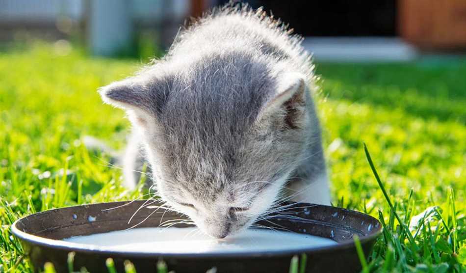 Со скольки месяцев можно давать молоко котятам?