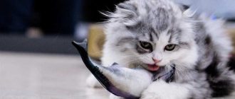 Копченая рыба для кошек: стоит ли давать?