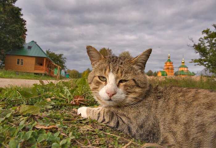 Лечебные свойства