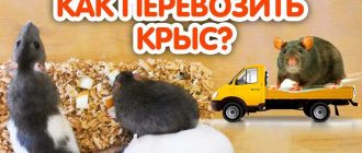 Как выбрать лучший способ перевозки крысы?