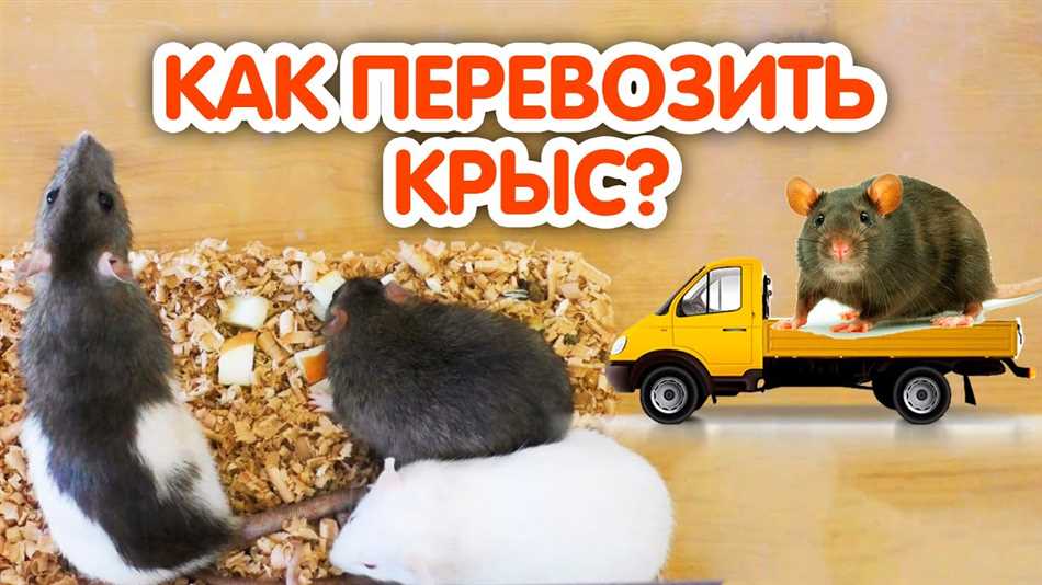 В чем лучше перевозить крысу?