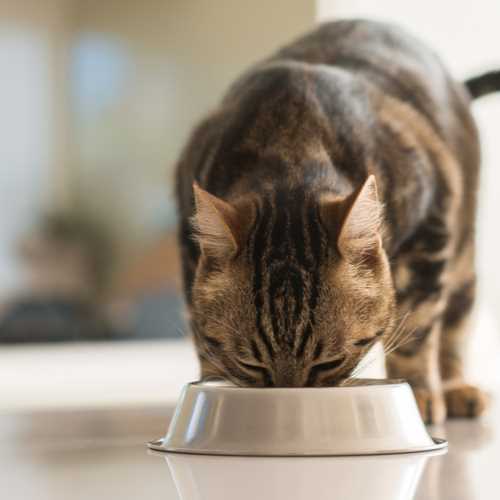 Как подобрать оптимальное время кормления для вашей кошки?
