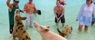Свиньи на пляже: в какой стране они гуляют и плавают?