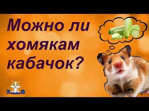 В каком виде давать крысе кабачки?