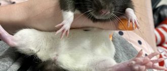 В каком возрасте лучше покупать крысу дамбо? - советы и рекомендации