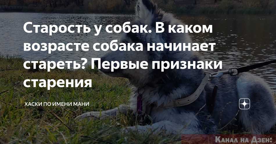 Во сколько лет начинает стареть собака?