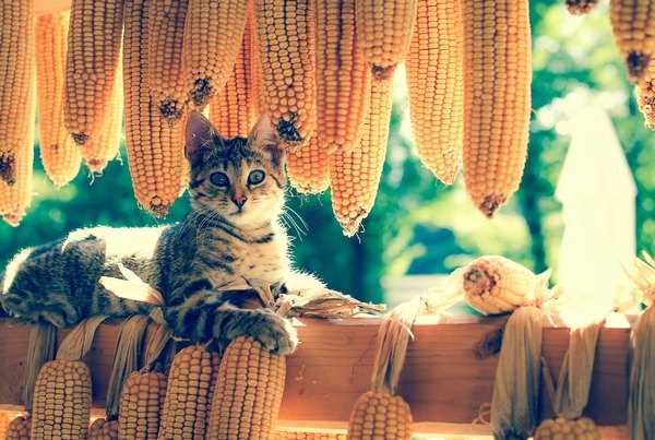 Польза кукурузы в корме для кошек
