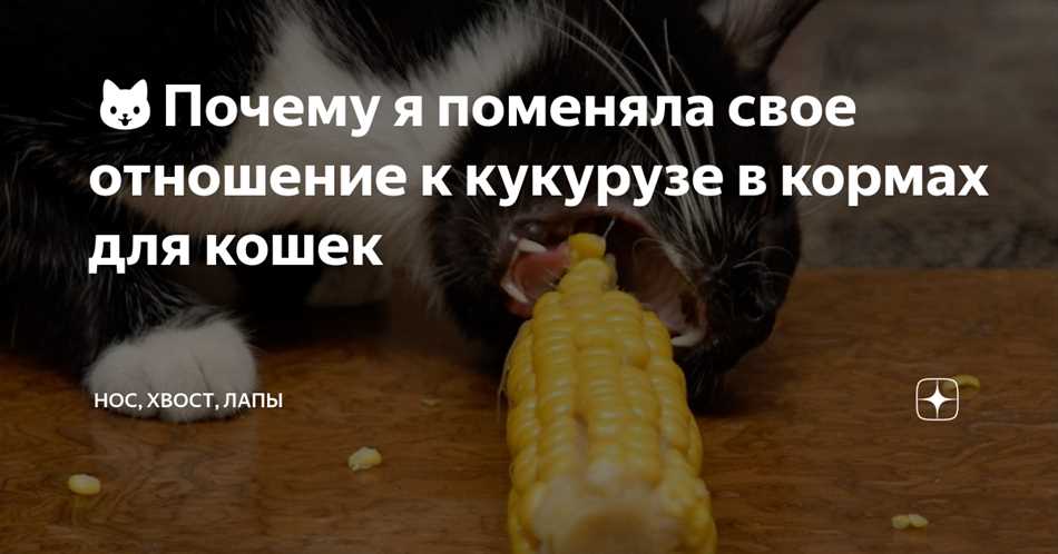 Зачем в корм кошек ложат кукурузу?