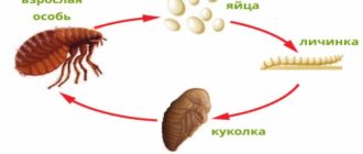 Блохи зимой: живут или нет?