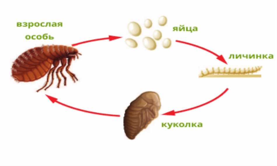 Живут ли блохи зимой?